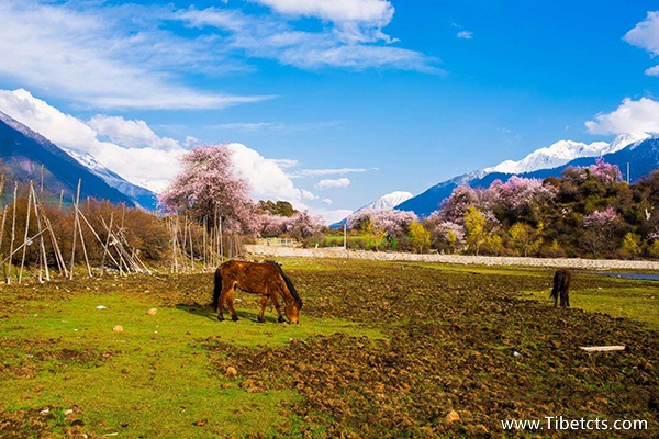 跟團(tuán)游西藏費(fèi)用