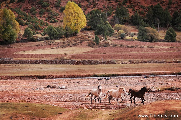 去西藏旅游需要多少天