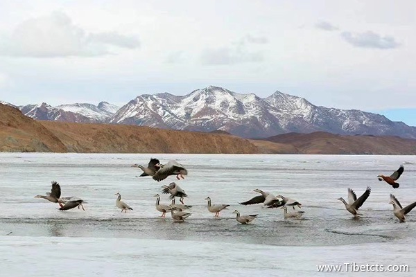 去西藏旅行一般多少錢(qián)