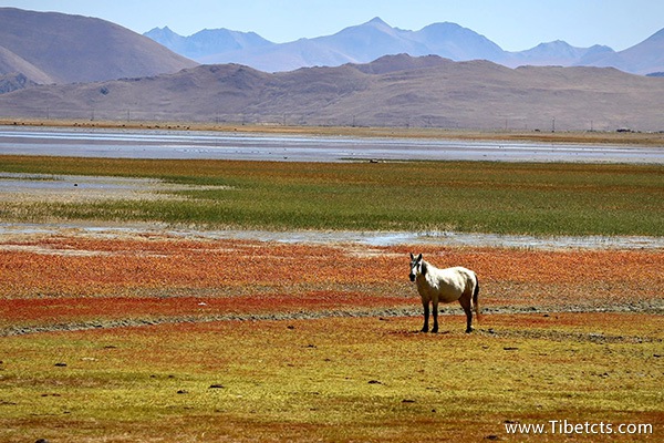西藏玩10天需要多少錢