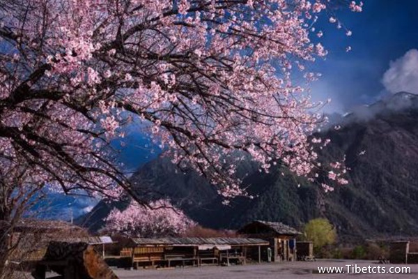 林芝什么時候看桃花比較好