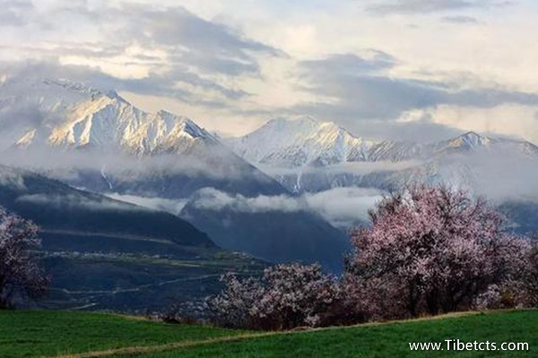 林芝桃花開的時(shí)間長