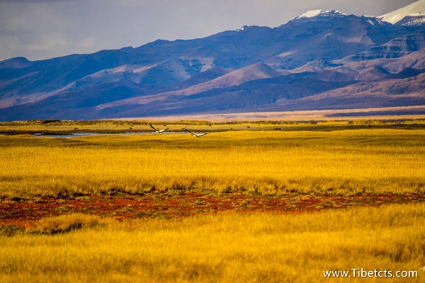 拉薩神馬旅行社口碑如何