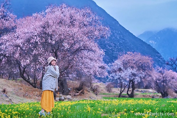 西藏跟團游在哪里報團