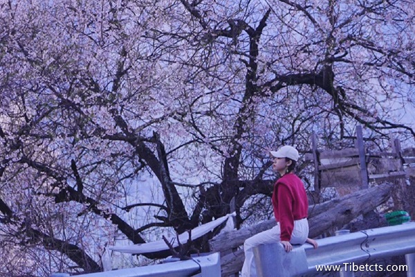 西藏游玩一次多少錢