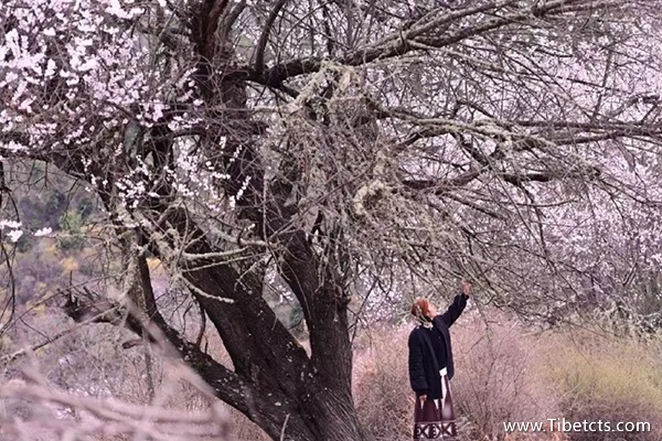 去西藏旅游團(tuán)多少錢